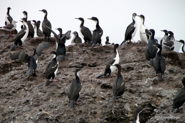 21 Tucker Islets. Cormorant