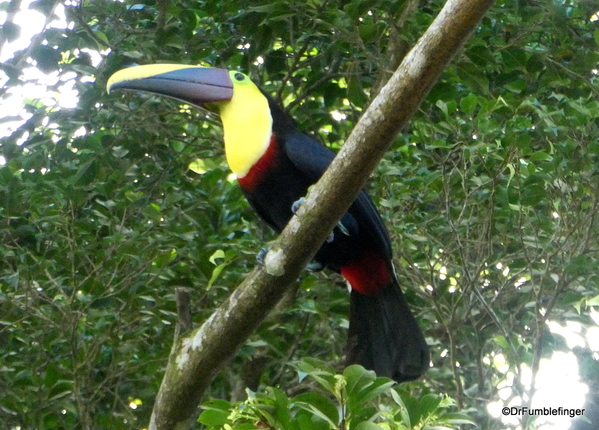 21 Turtle Bay Resort canal safari. Yellow throated Toucan