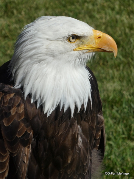 22 Birds of Prey Center, Coaldale