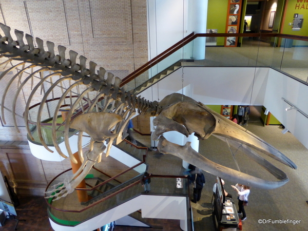 22 Denver Museum of Nature and Science (14) Fin Whale