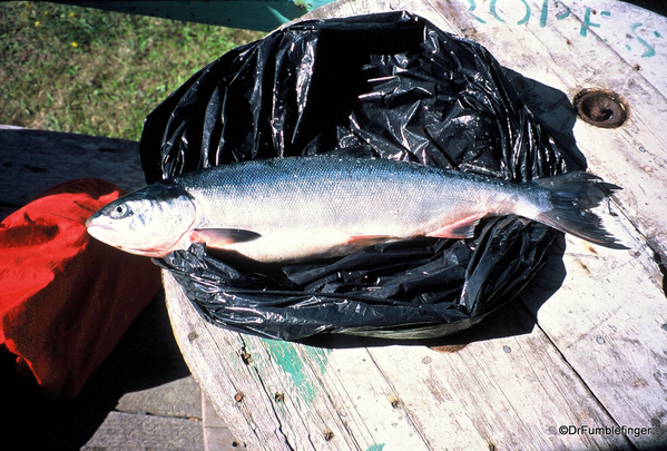 22 Johnstone Strait