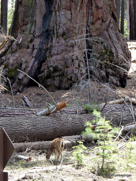 22 Mariposa Grove, Yosemite NP)