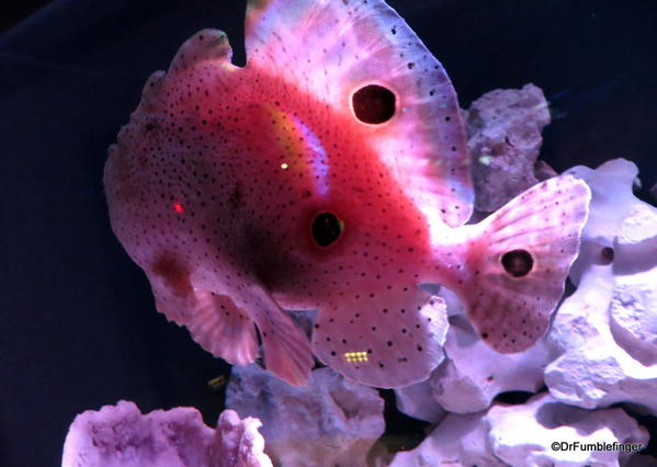 22 New England Aquarium ocellated frogfish