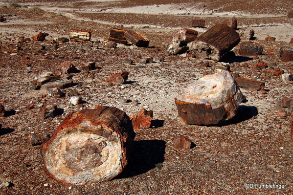 22 Petrified Forest