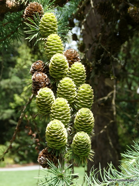 22 VanDeusen Botanical Garden