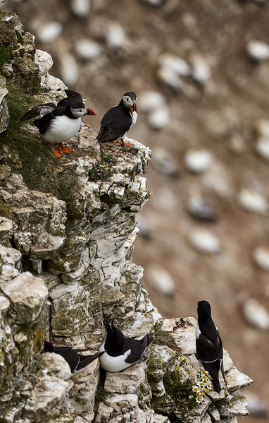 Bempton cliffs - Puffins and razorbills.