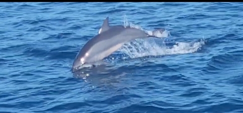 Breaching dolphin