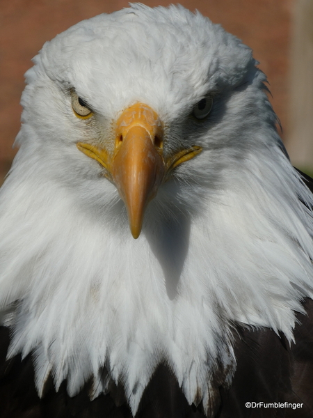 23 Birds of Prey Center, Coaldale