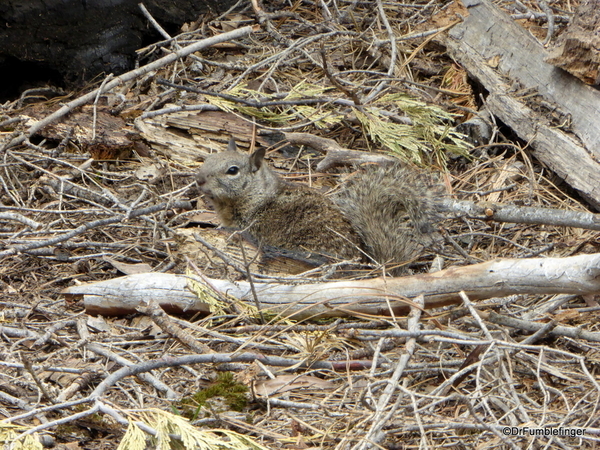 23 Mariposa Grove, Yosemite NP)