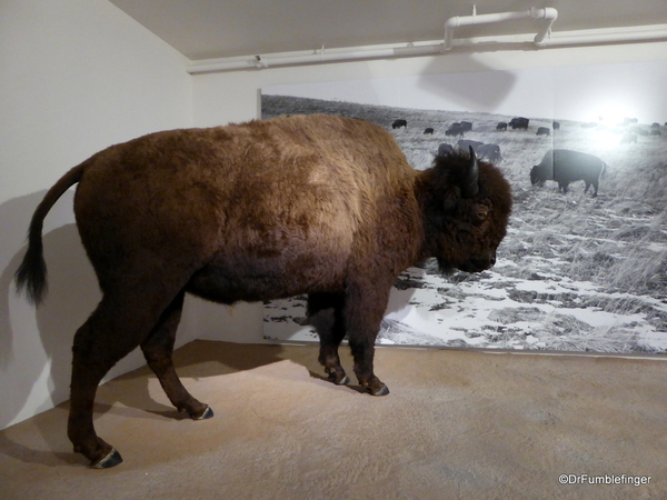 23 Museum of the Rockies, Bozeman (163)