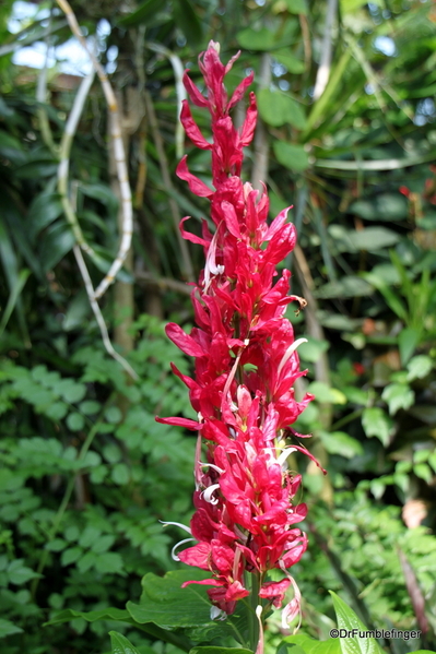 23 Niagara Parks Floral Showcase