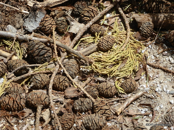 24 Mariposa Grove, Yosemite NP)