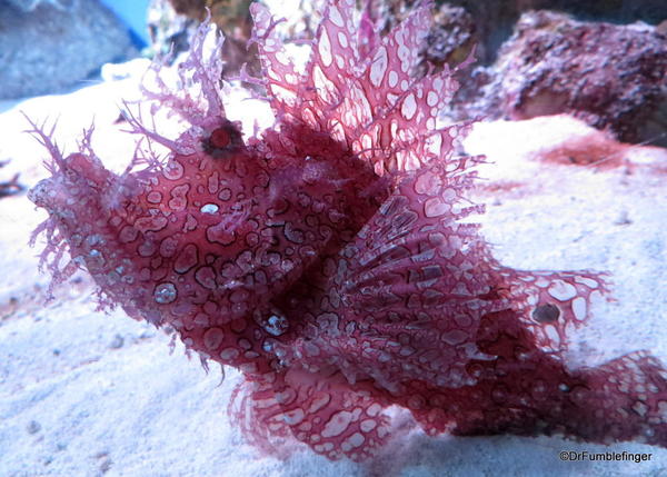 24 New England Aquarium Scorpionfish