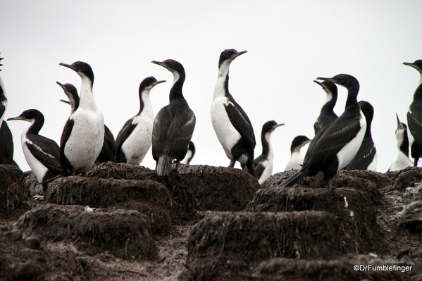 24 Tucker Islets. Cormorant