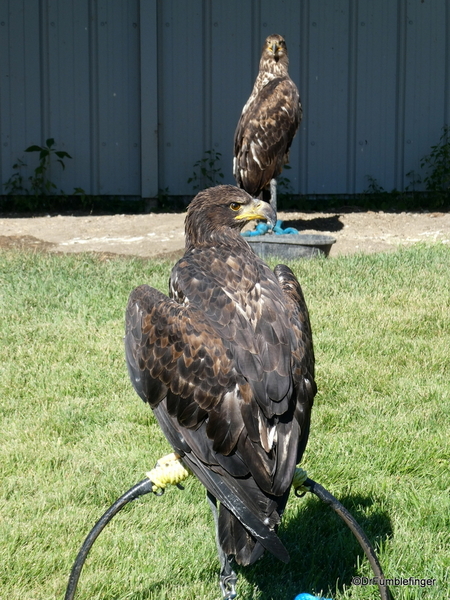 25 Birds of Prey Center, Coaldale