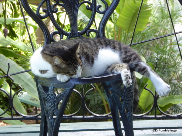 25 Hemingway House, Key West