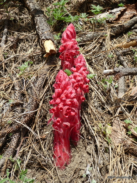 25 Mariposa Grove, Yosemite NP)