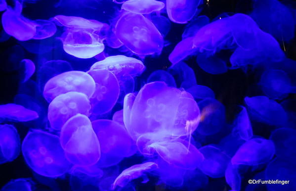 25 New England Aquarium Moon Jelly