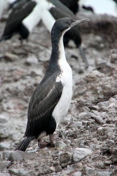 25 Tucker Islets. Cormorant