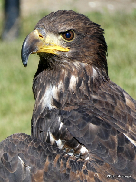 26 Birds of Prey Center, Coaldale