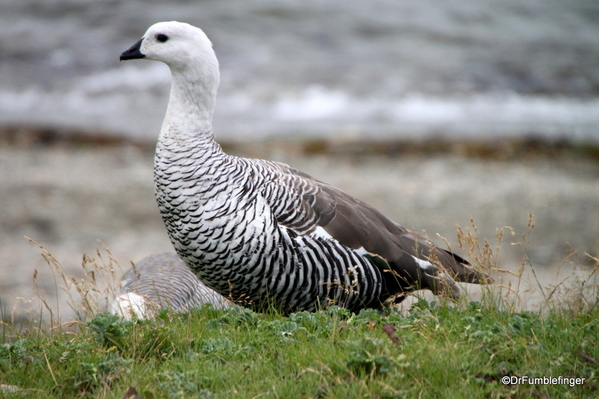 26 Tierra del Fuego National Park