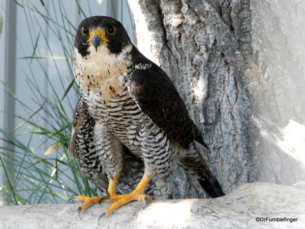 27 Birds of Prey Center, Coaldale