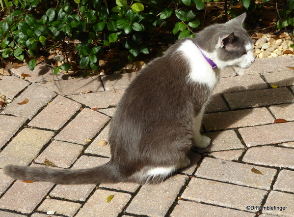 27 Hemingway House, Key West