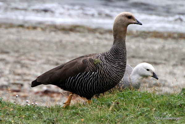 27 Tierra del Fuego National Park