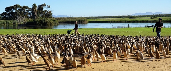 27_runner ducks