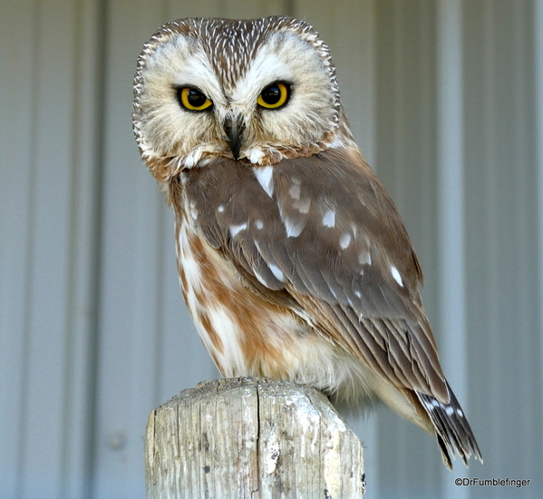 28 Birds of Prey Center, Coaldale