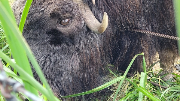 29 2022-09-12 Alaska Wildlife Conser Center 39