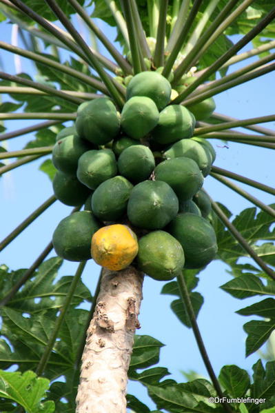 Papayas, Greenwell Farms Coffee Tours