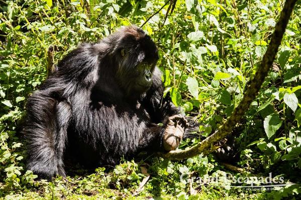 3-Rwanda-Gorillas-105