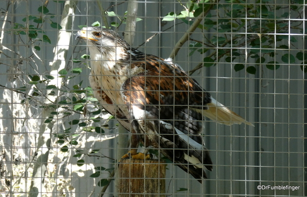 30 Birds of Prey Center, Coaldale