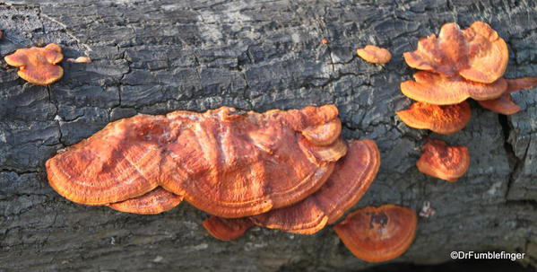 Fungi on dead tree, Greenwell Farms Coffee Tours