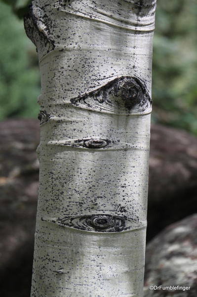 Aspen Eyes, Colorado