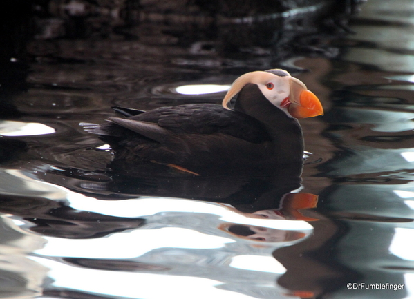 32 Seward Sealife Center