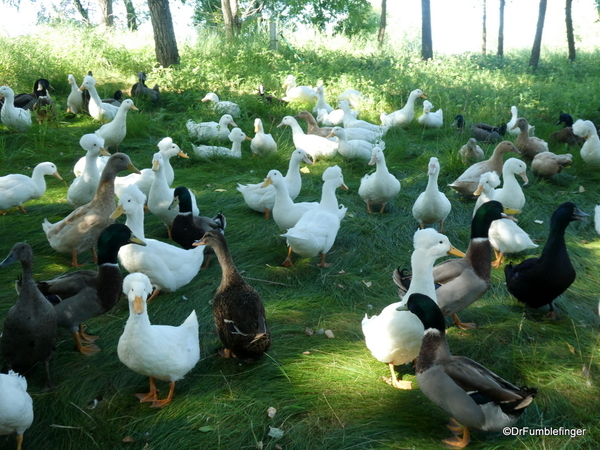 35 Birds of Prey Center, Coaldale