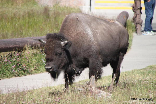 Bison, Old Faithful Inn, Yellowstone National Park