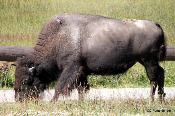 Bison, Old Faithful Inn, Yellowstone National Park