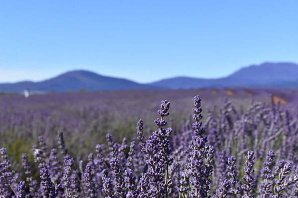 5 Tasmania Lavender