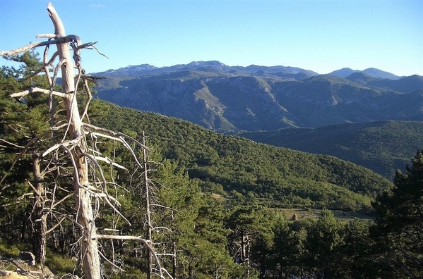 5_Forests full of wildlife