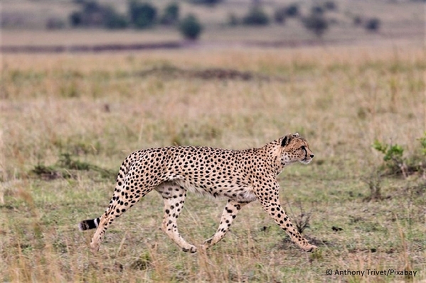 5_cheetah-Anthony Trivet_640