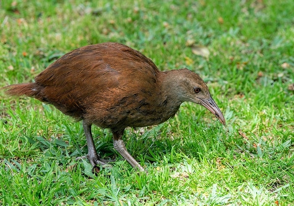 6_LHI Woodhen