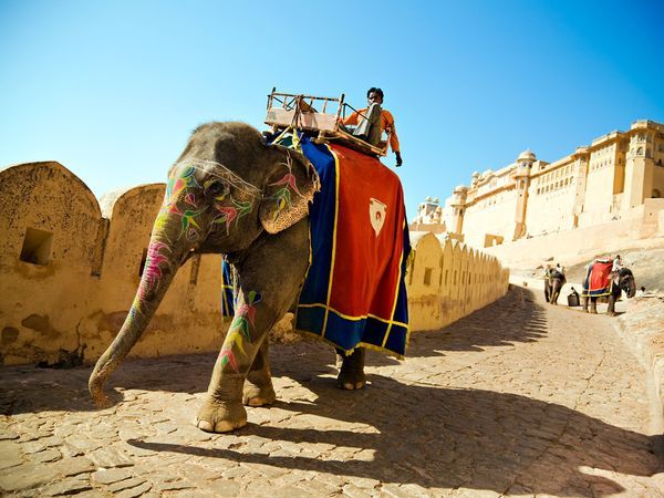 Exploring Amber Fort and Enjoy Elephant Safari