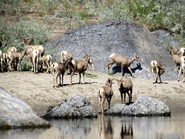 98 Bighorn Sheep, Snake River