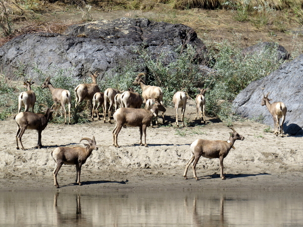 99 Bighorn Sheep, Snake River