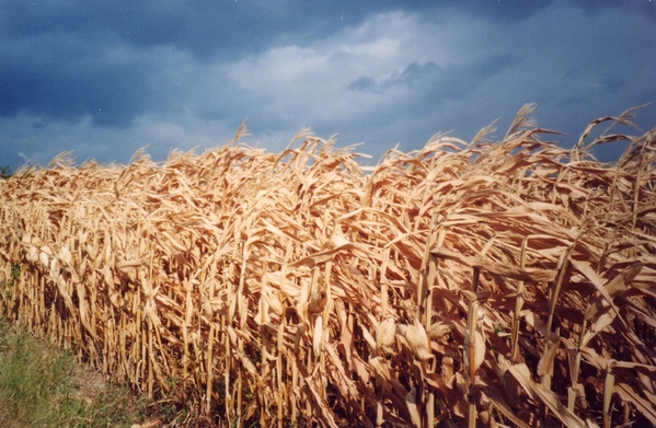 Alsatian Field Before Rain Storm