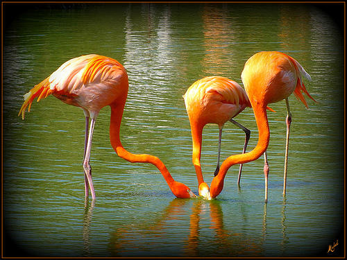 American Flamingos