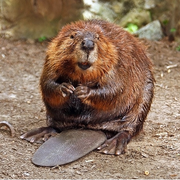 American_Beaver courtesy Steve and Wikimedia